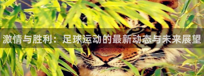 激情与胜利：足球运动的最新动态与未来展望